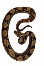 Boa imperator IMG het snow, Animaux & Accessoires, Reptiles & Amphibiens, Serpent, 0 à 2 ans