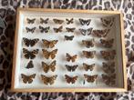 Vlinders kader, Collections, Collections Animaux, Insecte, Enlèvement, Utilisé, Animal empaillé