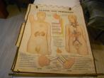 oude medische schoolkaarten ,  thema :zwangerschap, Enlèvement, Nature et Biologie