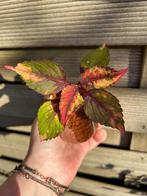 Coleus / siernetel, Tuin en Terras, Ophalen of Verzenden