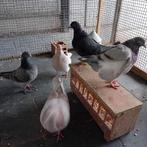 Pigeon texan 2025, Femelle