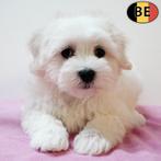 Havanezer (crème en wit) Belgische pups te koop, Dieren en Toebehoren, België, CDV (hondenziekte), 8 tot 15 weken, Meerdere