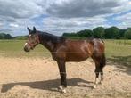 2 jarige merrie ( fokmerrie ) met top papier, Dieren en Toebehoren, Paarden, Merrie, Springpaard, 0 tot 2 jaar, Gechipt