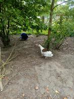 Vlaamse gans, Dieren en Toebehoren, Pluimvee