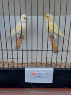Kanaries, Dieren en Toebehoren