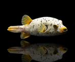 Arothron Nigropunctatus (kogelvis), Dieren en Toebehoren, Vis, Zoutwatervis