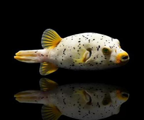 Arothron Nigropunctatus (kogelvis), Dieren en Toebehoren, Vissen | Aquariumvissen, Zoutwatervis, Vis