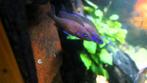 Info paracyprichromis nigripinnis, Dieren en Toebehoren, Vissen | Aquariumvissen