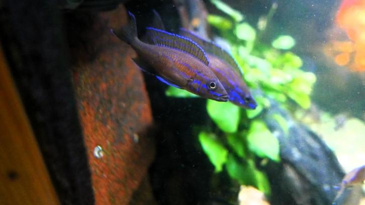 Info paracyprichromis nigripinnis, Dieren en Toebehoren, Vissen | Aquariumvissen
