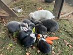 Dwerg hangoor konijntjes / konijnen, Dieren en Toebehoren, Konijnen, Dwerg, Hangoor