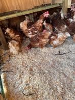 Legkippen, Dieren en Toebehoren, Pluimvee, Vrouwelijk, Kip