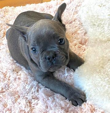 franse bulldog pups,teefje,blauw beschikbaar voor biedingen