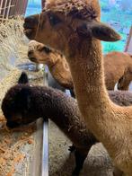 2cria’s hengst en merrie, Dieren en Toebehoren, Meerdere dieren