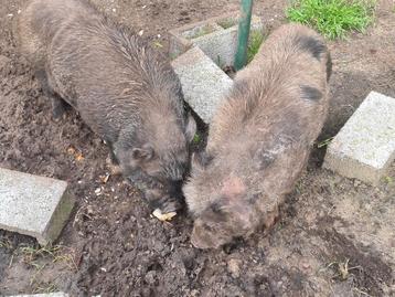 Twee mannelijke göttinger varkens. Geregistreerd bij DGZ.