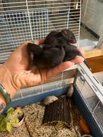 Zwarte ritten ratjes te reserveren, Dieren en Toebehoren, Meerdere dieren, Rat, Tam