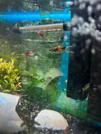 Vissen garnalen pen planten, Dieren en Toebehoren, Vissen | Aquariumvissen, Vis, Zoetwatervis