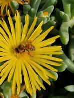 Je Vient chercher Essain abeilles gratuitement region Braban, Dieren en Toebehoren, Vermiste en Gevonden Dieren