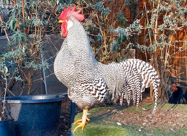 Broedeitjes mix (deels kleurlegger), Animaux & Accessoires, Volatiles