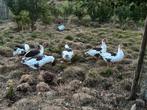 Vlaamse ganzen, Dieren en Toebehoren