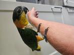 Handtamme zwartkopcaique, Dieren en Toebehoren, Mannelijk, Papegaai, Geringd