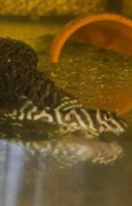 L333 King Tiger Pleco (Hypancistrus) gouden en witte, Dieren en Toebehoren, Vissen | Aquariumvissen, Vis, Zoetwatervis