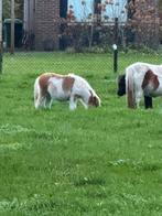 Merrie veulen, Dieren en Toebehoren, Hengst