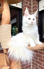 Verkocht❗️Twee schitterende Maine Coon poesen met stamboom, Dieren en Toebehoren, Katten en Kittens | Raskatten | Langhaar, Kater