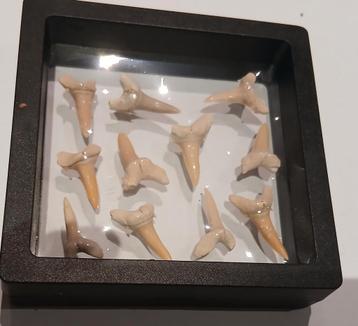 Dents de requin fossiles, Enlèvement ou Envoi
