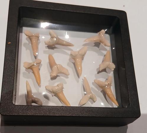 Fossiele haaientanden, Verzamelen, Mineralen en Fossielen, Ophalen of Verzenden