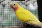 PRINSES OF WALES PARKIETEN, Meerdere dieren, Parkiet, Geringd
