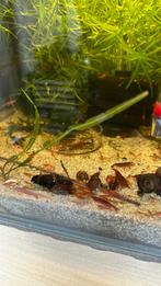 Neocardina Fire Red/Bloody Mary Garnalen, Dieren en Toebehoren