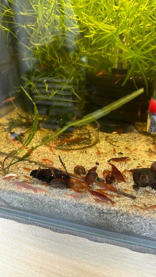 Neocardina Fire Red/Bloody Mary Garnalen, Dieren en Toebehoren, Vissen | Aquariumvissen