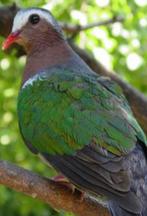 Groenvleugelduif smaragd, Dieren en Toebehoren, Vogels | Duiven, Mannelijk, Overige soorten
