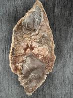 Fossiel boom, Verzamelen, Mineralen en Fossielen, Ophalen, Fossiel