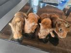 Cavia, Juli, Meerdere dieren, Cavia
