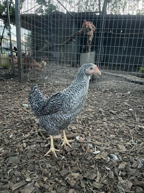 Koekoekskleurige legkippen, Dieren en Toebehoren, Pluimvee