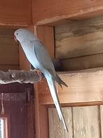 Perruche a collier, Animaux & Accessoires, Oiseaux | Perruches & Perroquets, Femelle, Perruche