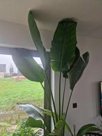 Strelitzia nicolai, Plante verte, 200 cm ou plus, Plein soleil, Enlèvement