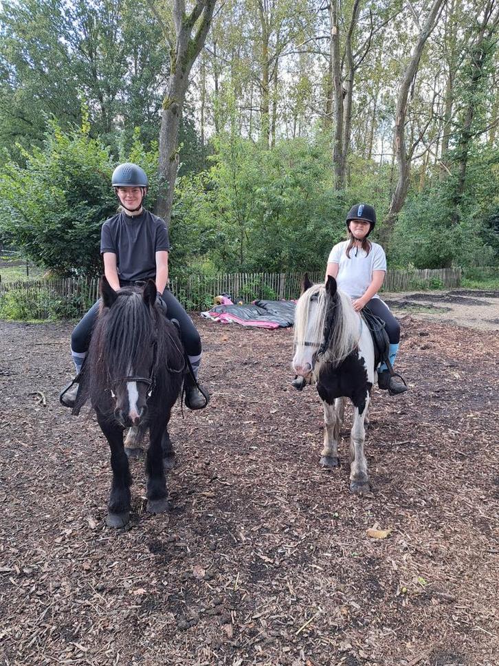 Mini Tinker Merrie, Dieren en Toebehoren, Pony's, Merrie