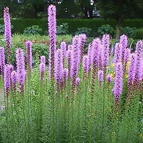 Iris en Liatris, Tuin en Terras, Planten | Tuinplanten, Vaste plant, Ophalen of Verzenden
