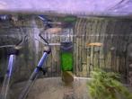 Guppy's te koop ( endler), Dieren en Toebehoren, Vissen | Aquariumvissen, Vis, Zoetwatervis, Schoolvis