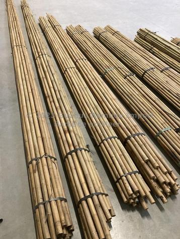 Tonkinstokken Bamboestokken bamboe Boom en plantensteun