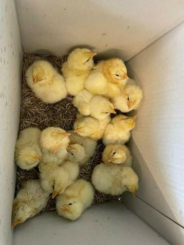 Poule de bresse gauloise blanche uit bressestreek raszuiver, Dieren en Toebehoren