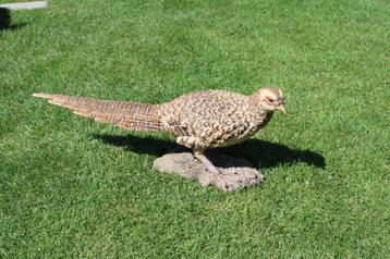 Standbeeld van een levensgrote fazantkip.. beschikbaar voor biedingen