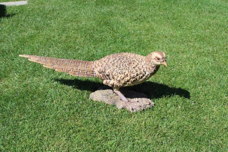 Standbeeld van een levensgrote fazantkip.., Tuin en Terras, Tuinbeelden, Nieuw, Dierenbeeld, Kunststof, Ophalen