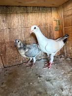 Pigeon voyageurs, Dieren en Toebehoren