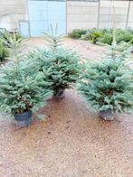 Kerstbomen kerstboom nordmann in pot PROMOPRIJZEN, Ophalen, In pot