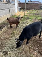 Geiten miekes en bokje, Dieren en Toebehoren