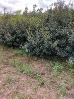 Osmanthus burkwoodii, Tuin en Terras, Buxus, Ophalen of Verzenden