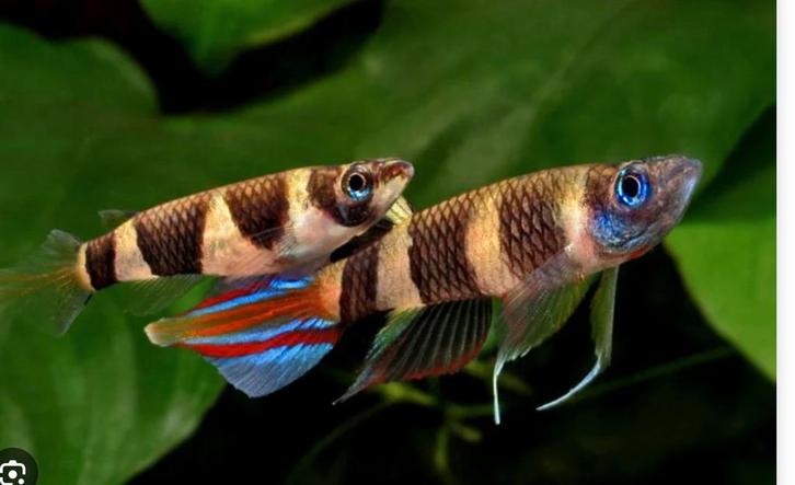 Sierra Leone Clown dwergsnoekje aquariumvis, Dieren en Toebehoren, Vissen | Aquariumvissen, Zoetwatervis, Vis, Schoolvis